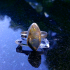 Handmade Oregon Blue Agate Ring Sterling Silver Stacking Rings for Women